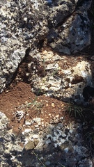 Dianthus marschallii