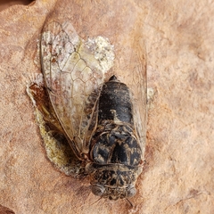 Cacama valvata