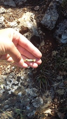 Dianthus marschallii