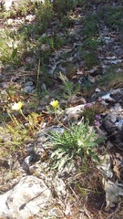 Leontodon biscutellifolius