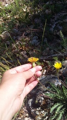Leontodon biscutellifolius