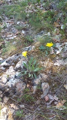 Leontodon biscutellifolius