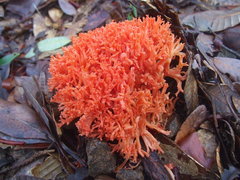 Ramaria stuntzii