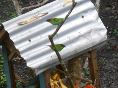 Tangara cyanocephala