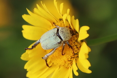 Hoplia chlorophana