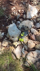 Euphorbia taurinensis