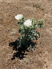 Argemone squarrosa squarrosa