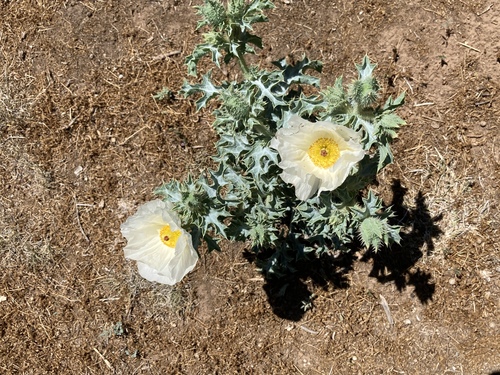Argemone squarrosa ssp. squarrosa