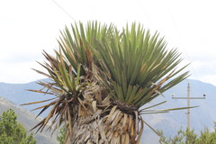 Yucca carnerosana