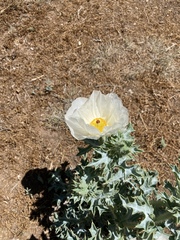 Argemone squarrosa squarrosa