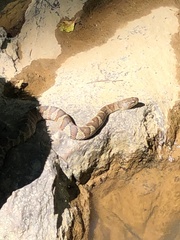 Nerodia sipedon