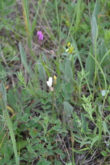 Astragalus albicaulis