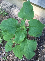 Tithonia rotundifolia