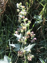 Kearnemalvastrum lacteum