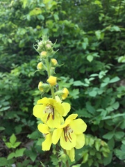 Verbascum spectabile