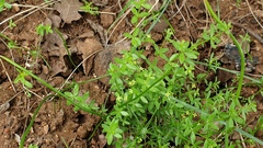 Galium porrigens porrigens