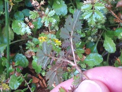 Acaena anserinifolia