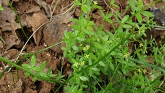 Galium porrigens porrigens