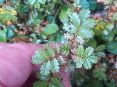 Acaena anserinifolia