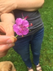 Geranium macrorrhizum