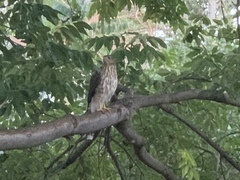 Accipiter cooperii
