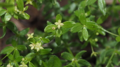 Galium porrigens porrigens
