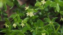Galium porrigens porrigens