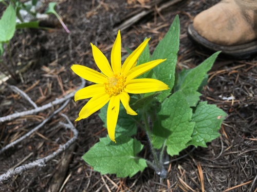 heartleaf arnica