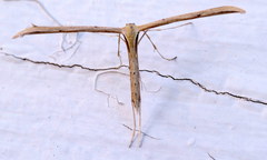 Pterophorini