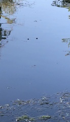 Chrysemys picta picta