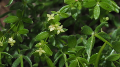 Galium porrigens porrigens