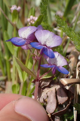 Collinsia grandiflora