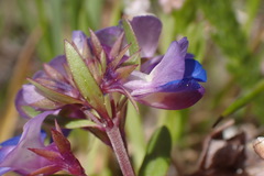 Collinsia grandiflora