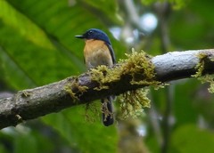 Cyornis superbus