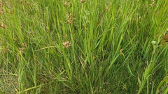 Juncus mexicanus