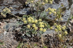 Lomatium macrocarpum