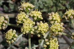 Lomatium macrocarpum