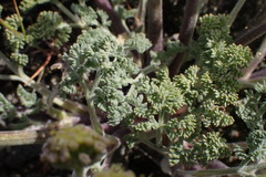 Lomatium macrocarpum