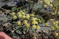 Lomatium macrocarpum