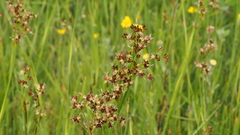 Juncus mexicanus
