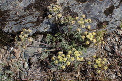 Lomatium macrocarpum