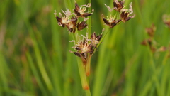 Juncus mexicanus