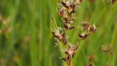 Juncus mexicanus