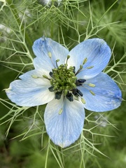 Nigella damascena