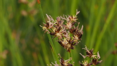 Juncus mexicanus