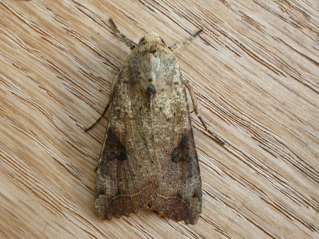 Tiracola