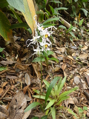 Oncidium cirrhosum