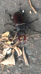 Lucanus cervus