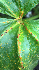 Puccinia malvacearum