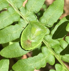 Chinavia pensylvanica